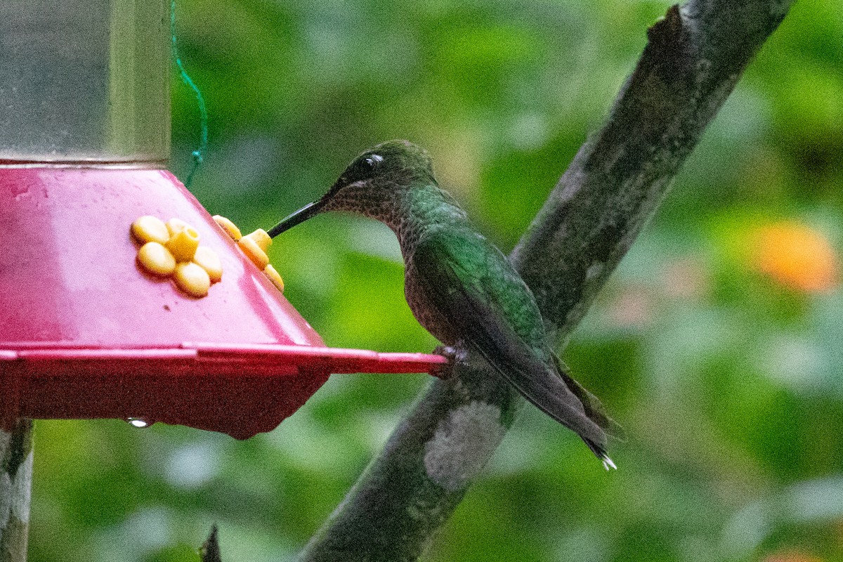 Violet-fronted Brilliant - ML620697057