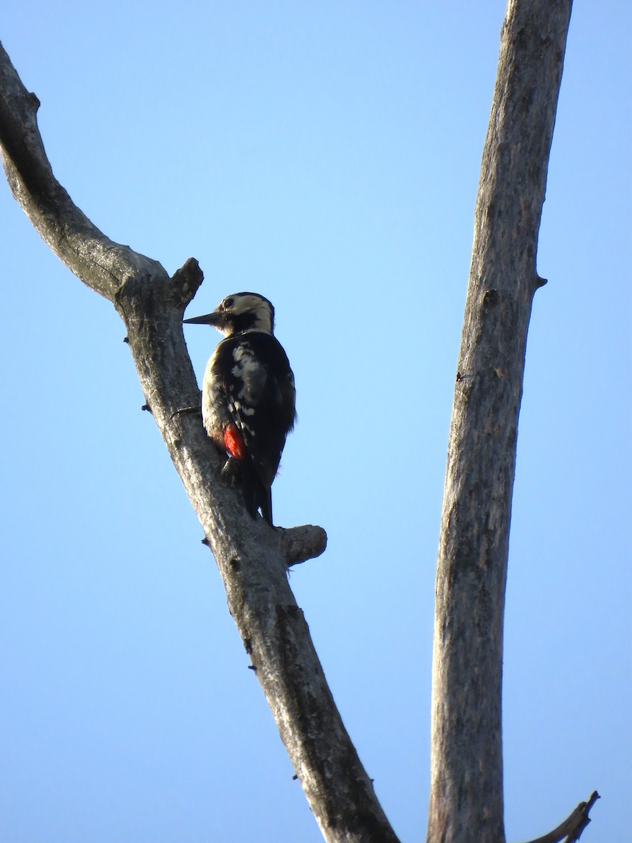 Syrian Woodpecker - ML620697060