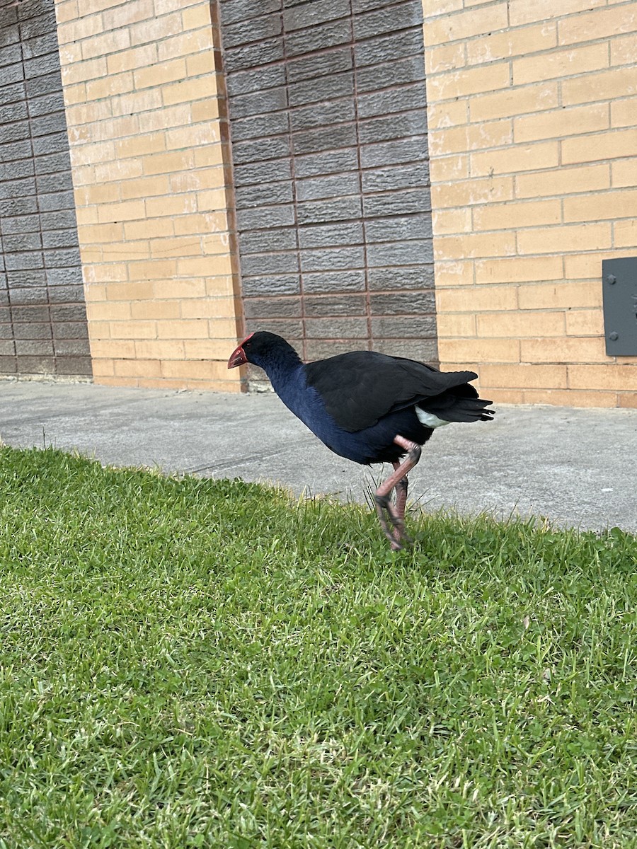 Australasian Swamphen - ML620697061