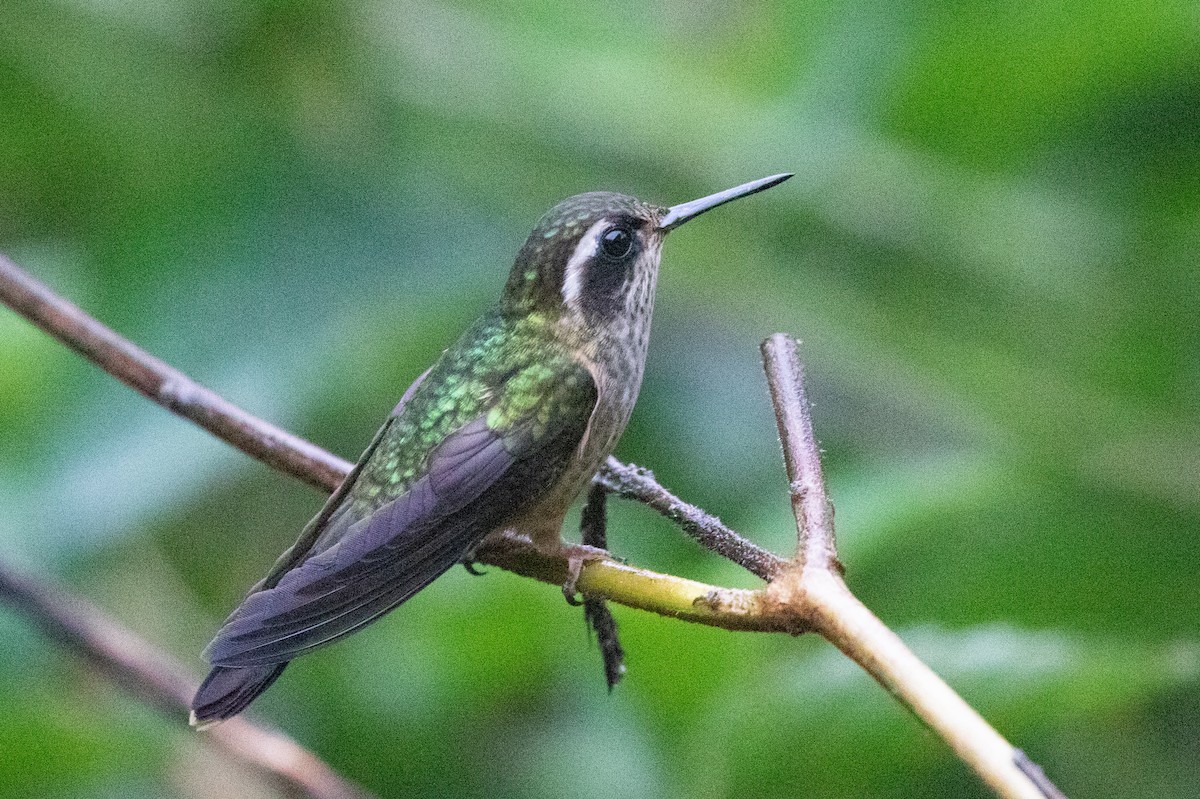 Speckled Hummingbird - ML620697063