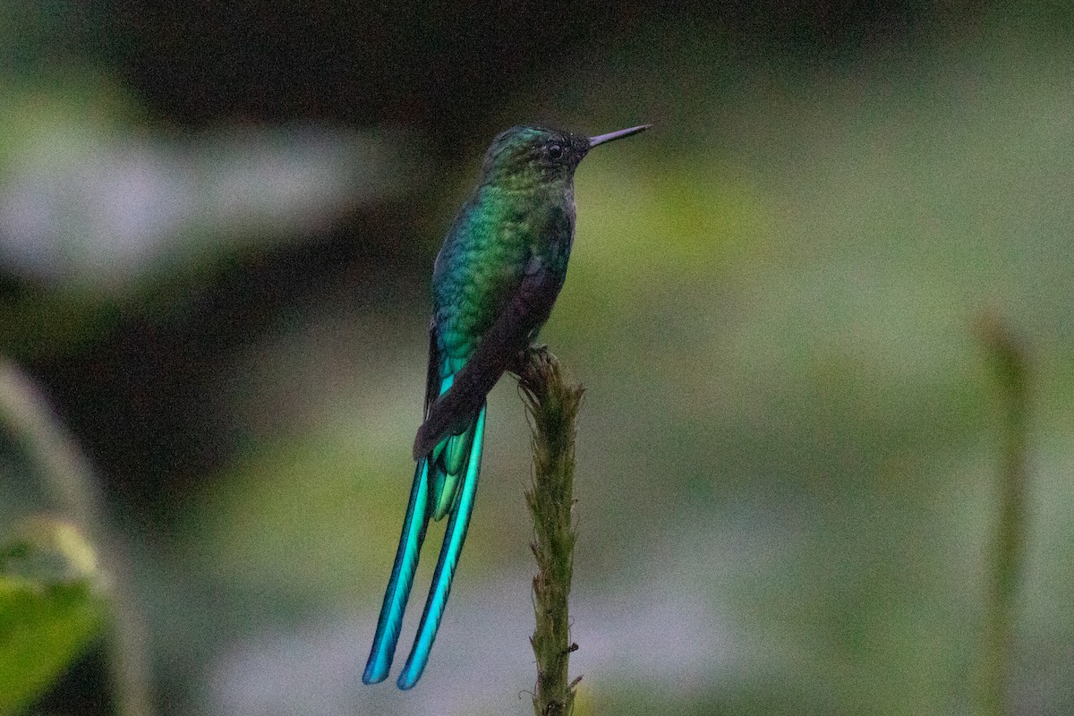 Long-tailed Sylph - ML620697065