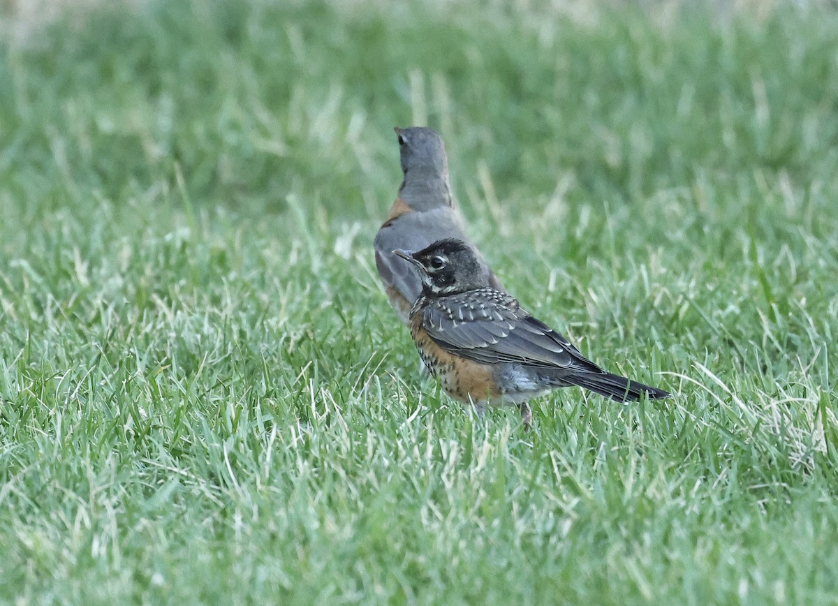 American Robin - ML620697066