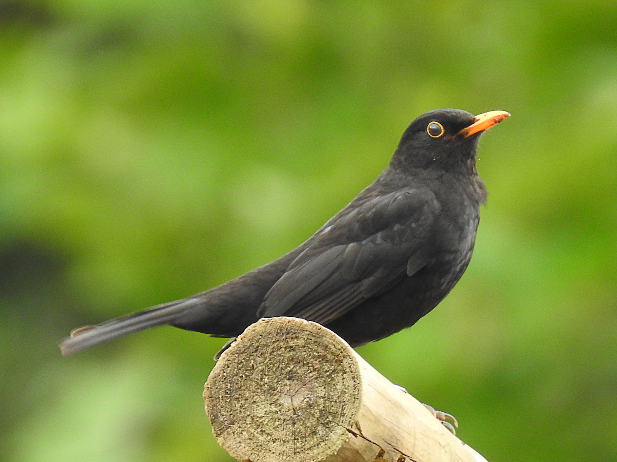 Eurasian Blackbird - ML620697070