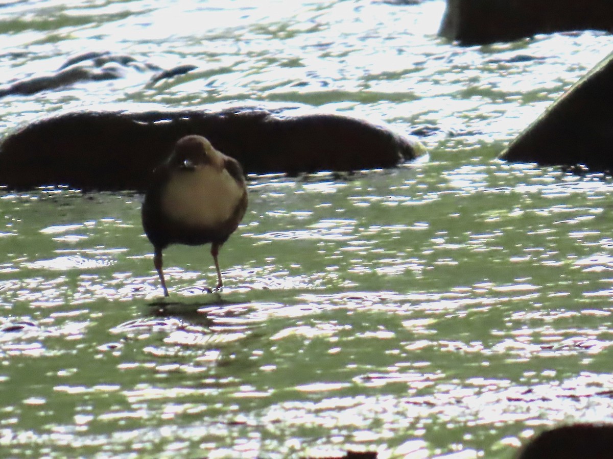 White-throated Dipper - ML620697071