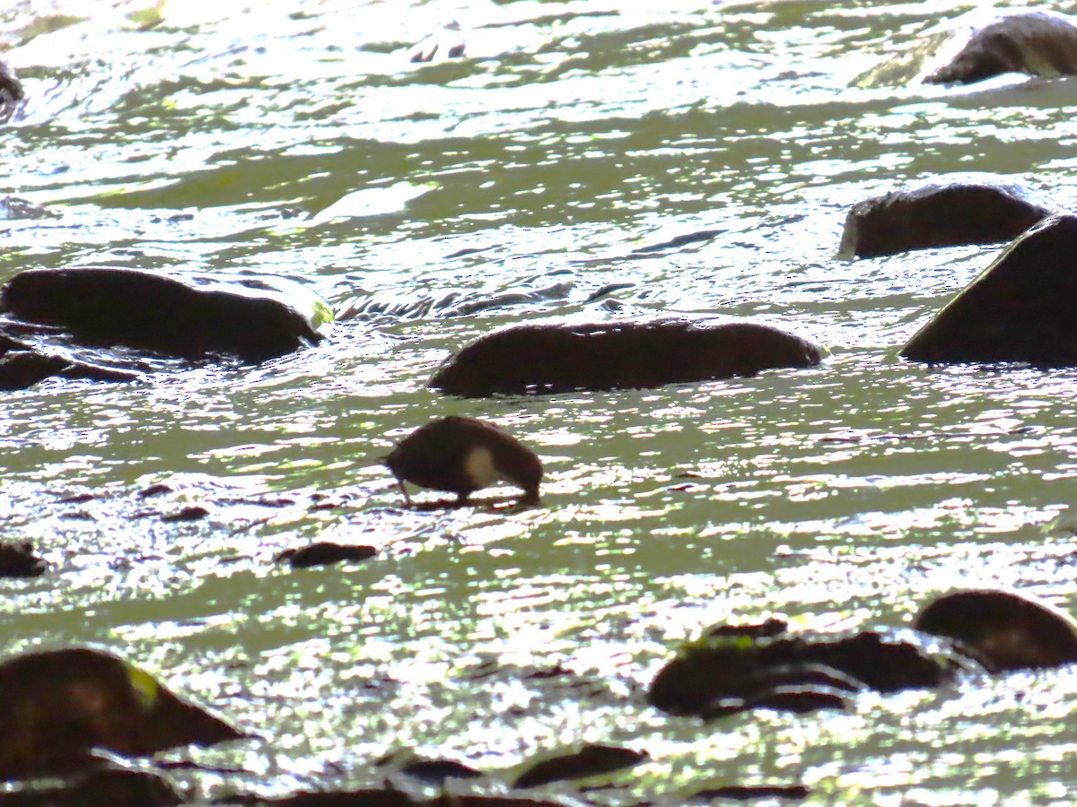 White-throated Dipper - ML620697072