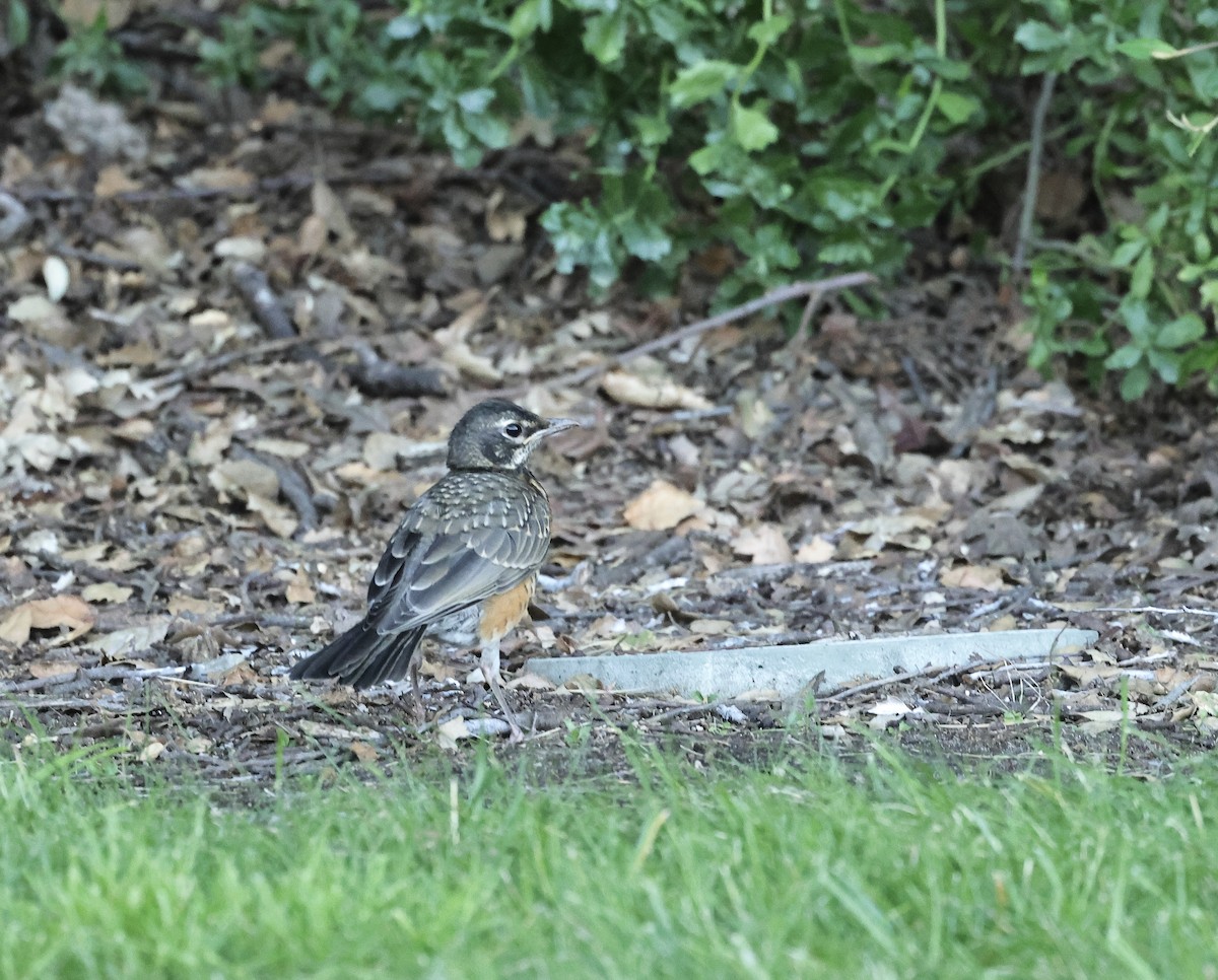 American Robin - ML620697074