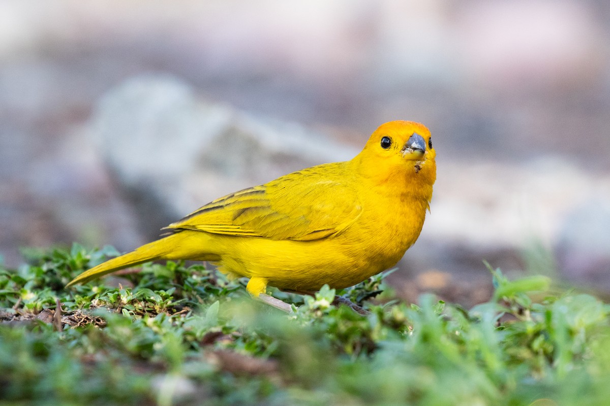 Saffron Finch (Saffron) - ML620697083