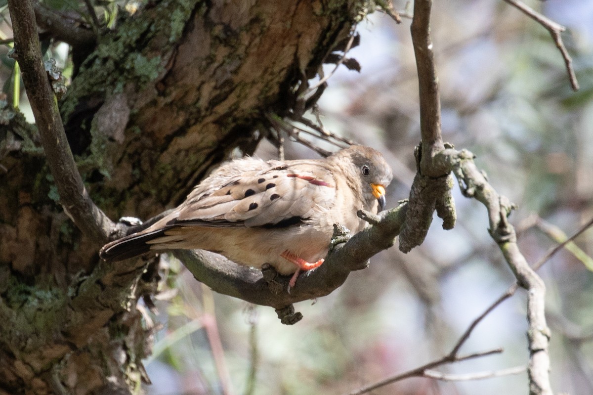 Croaking Ground Dove - ML620697095