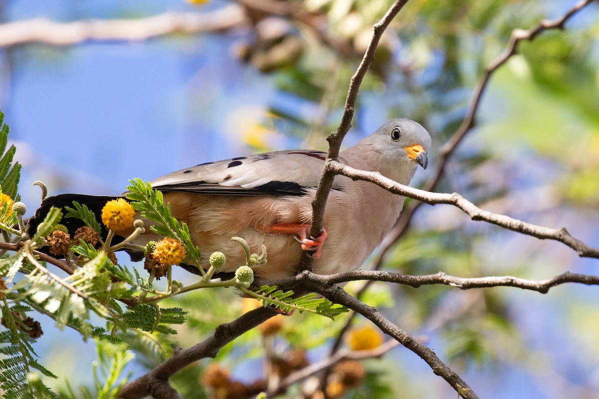 Croaking Ground Dove - ML620697097