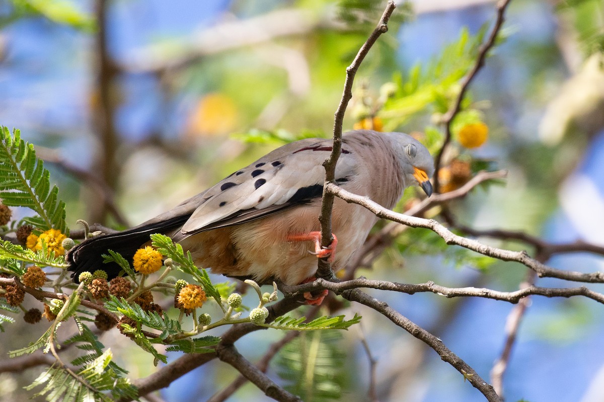 Croaking Ground Dove - ML620697099