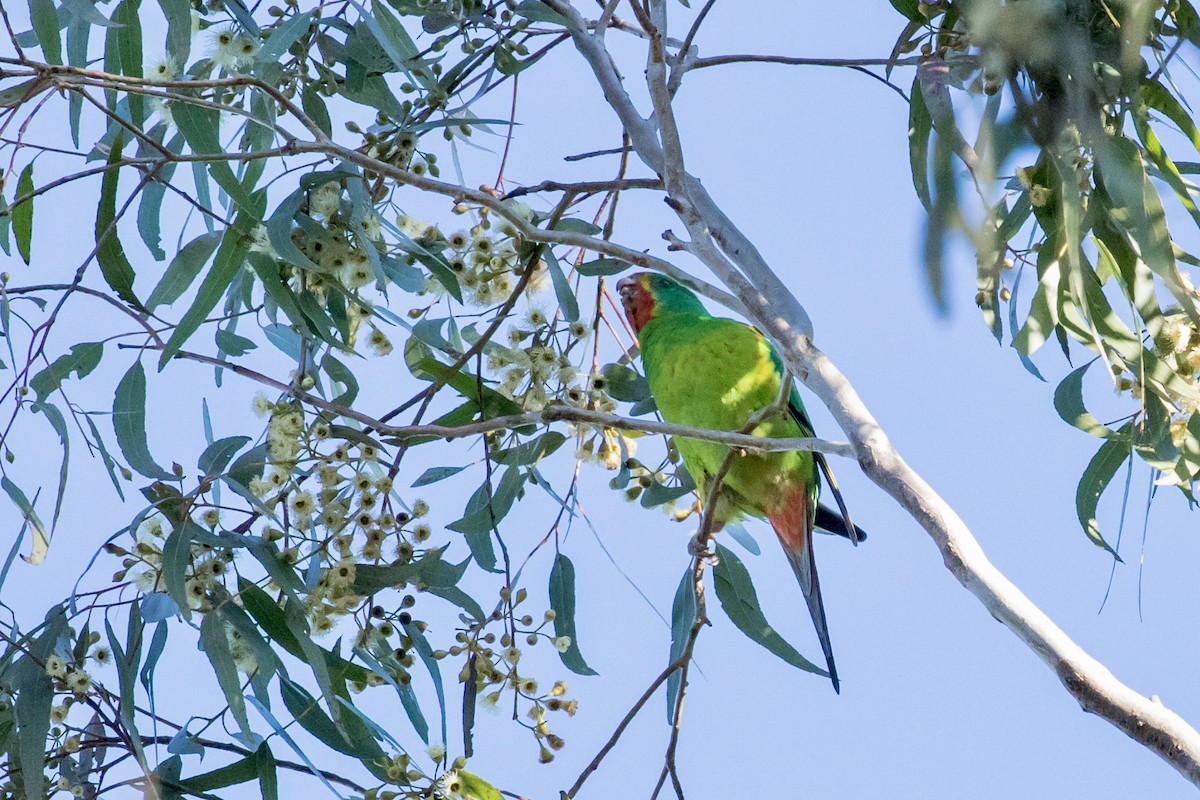 Swift Parrot - ML620697100