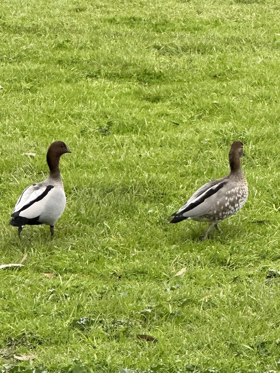 Canard à crinière - ML620697108