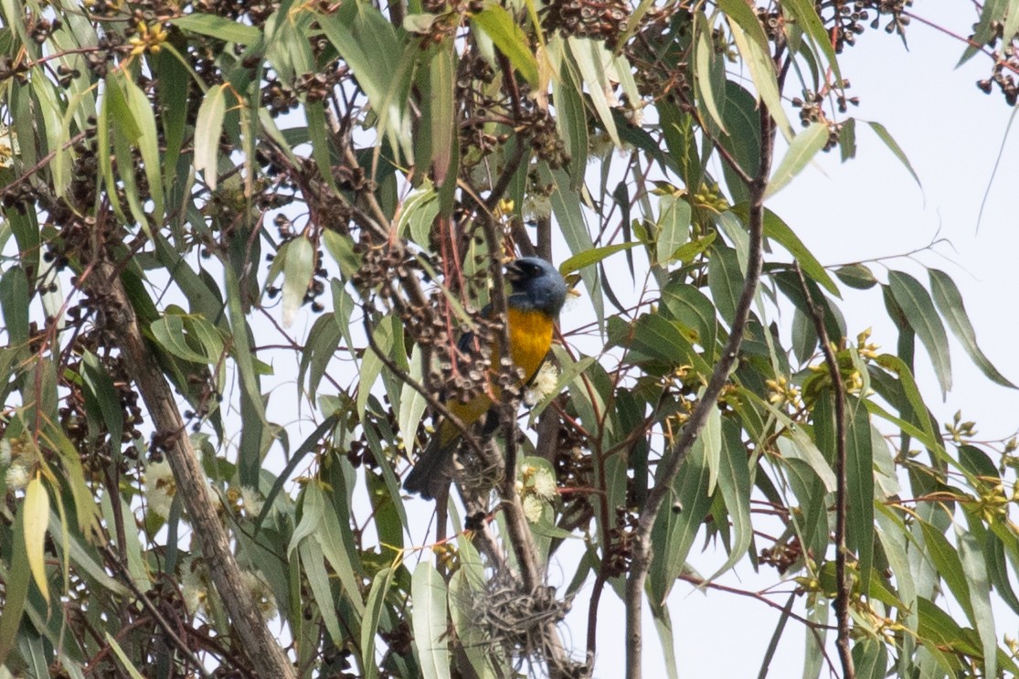 Blue-and-yellow Tanager (Green-mantled) - Xiaoni Xu