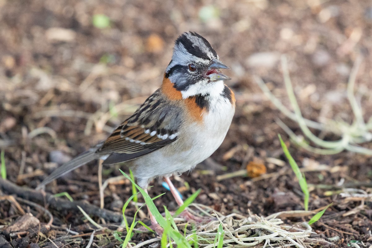 Rufous-collared Sparrow (Rufous-collared) - ML620697117