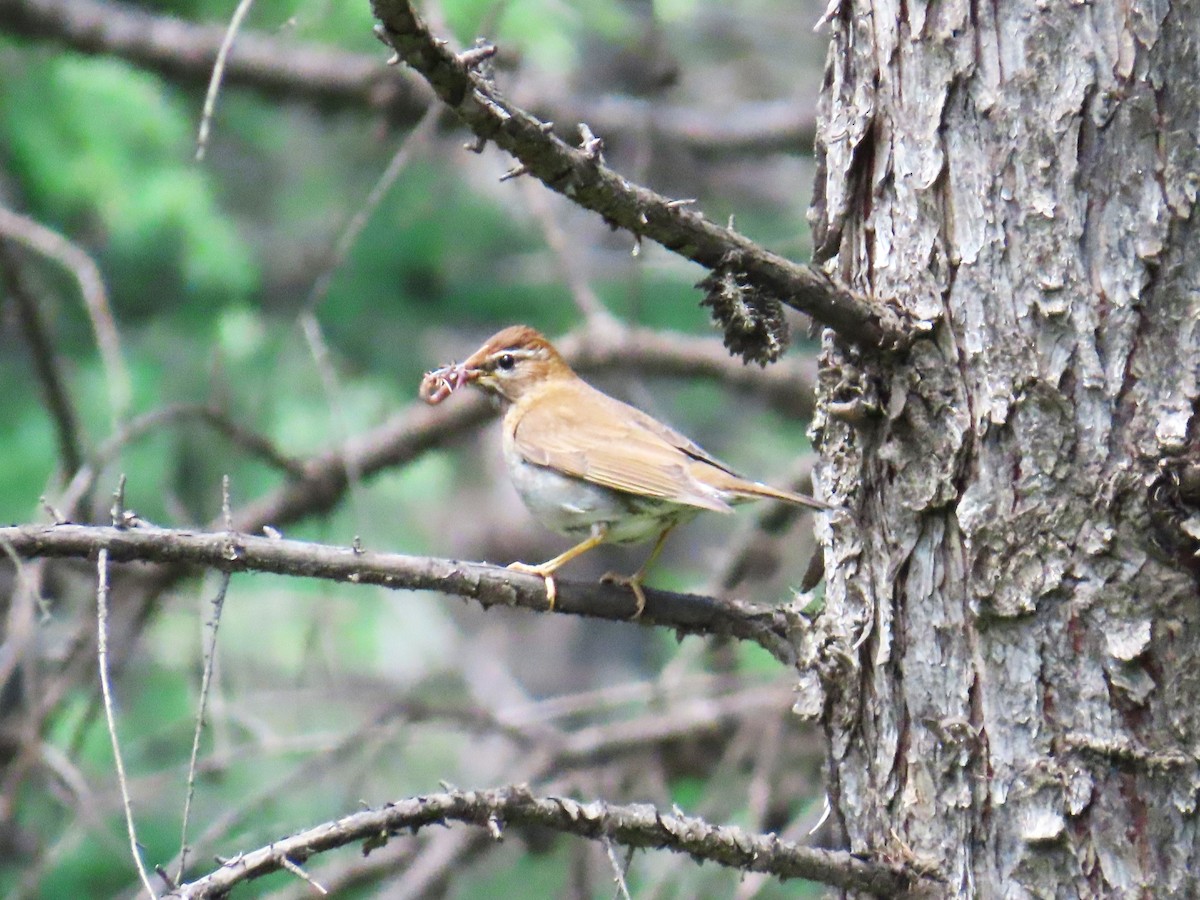 Gray-sided Thrush - ML620697123