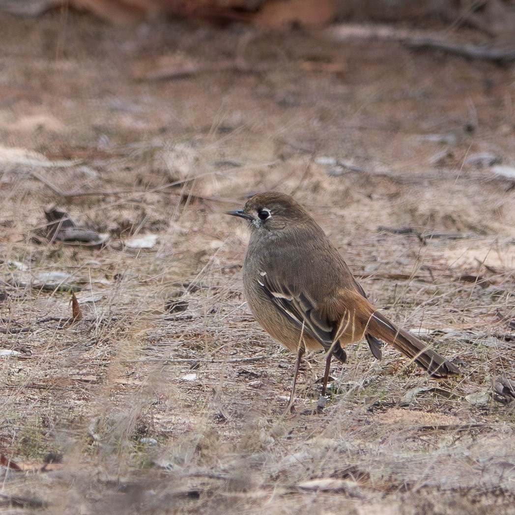 Southern Scrub-Robin - ML620697128