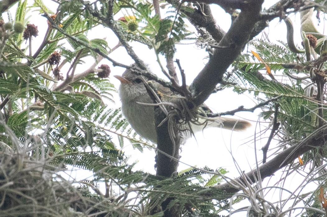 Southern Beardless-Tyrannulet (Southern) - ML620697133