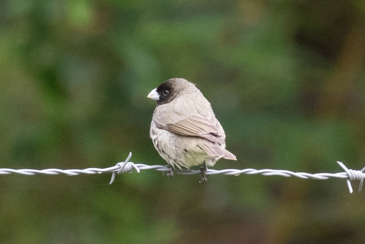 Yellow-bellied Seedeater - ML620697151