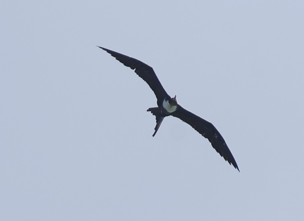 Great Frigatebird - ML620697154