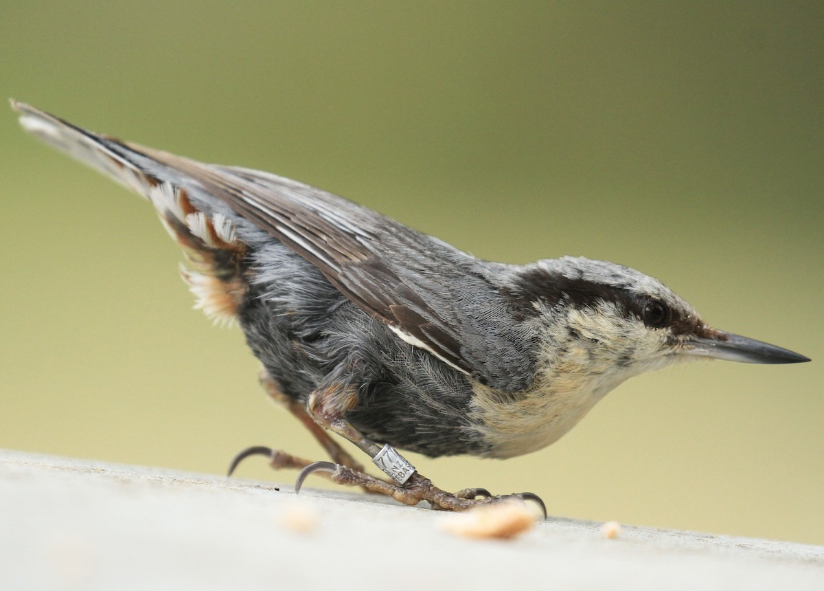 Eurasian Nuthatch - ML620697156