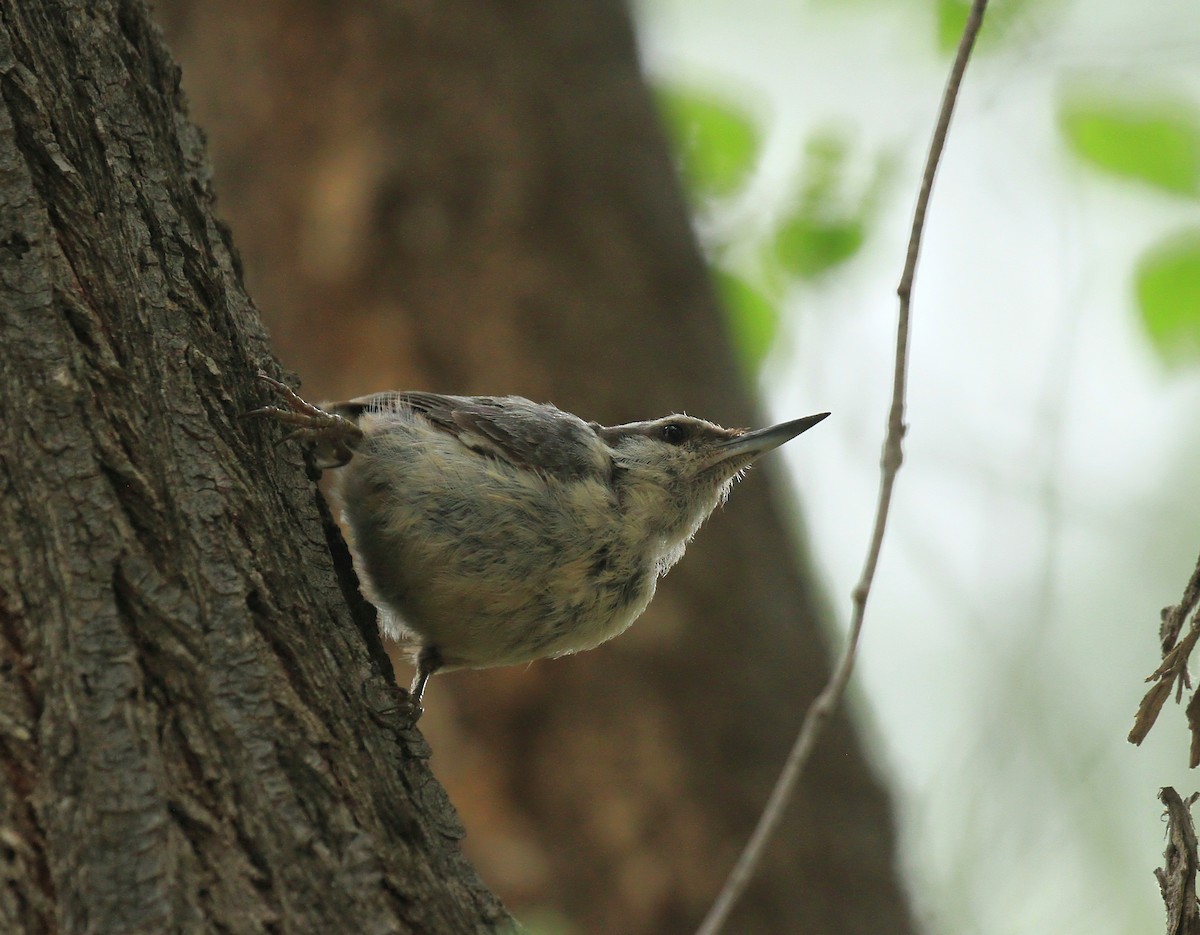 Eurasian Nuthatch - ML620697157