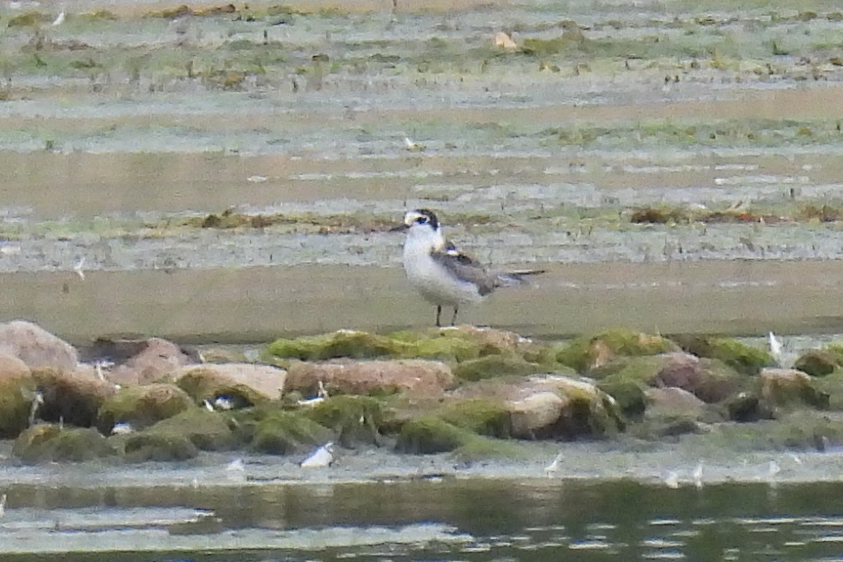 Black Tern - ML620697158