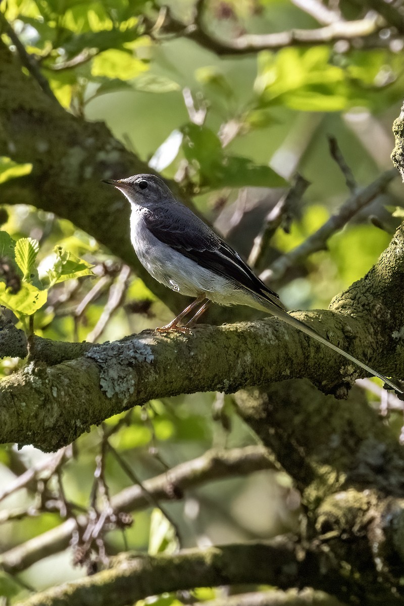 Gray Wagtail - ML620697165