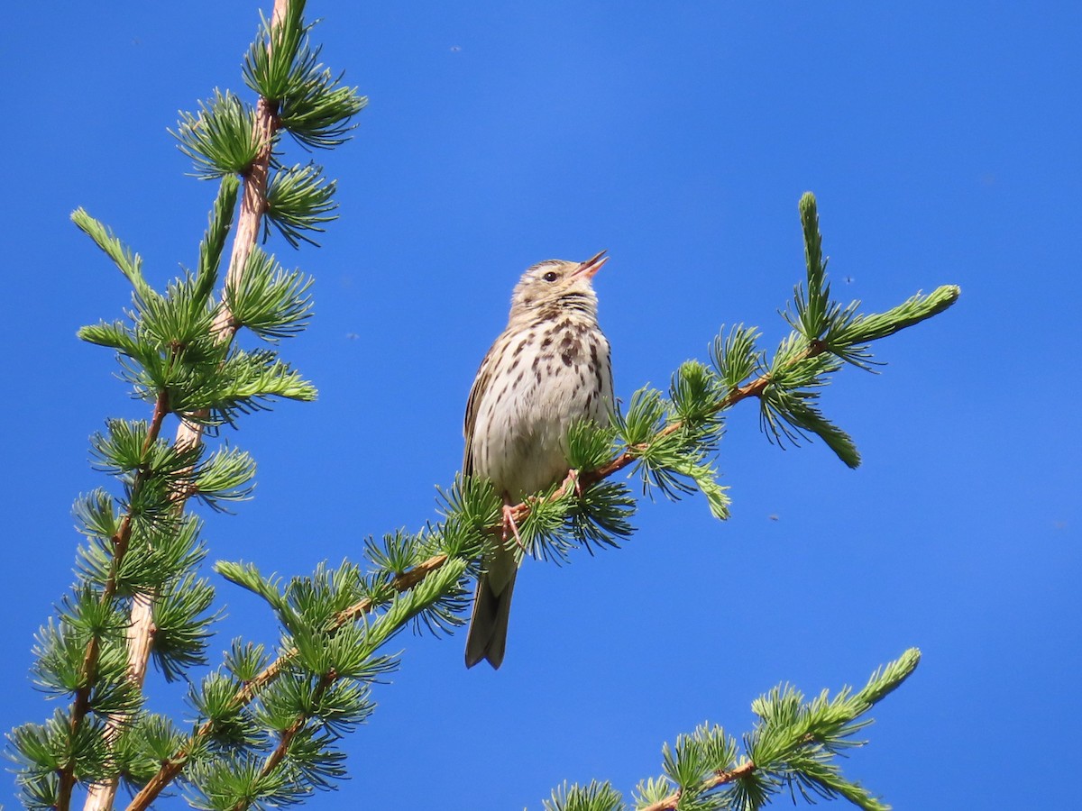 Olive-backed Pipit - Chunhong LIU