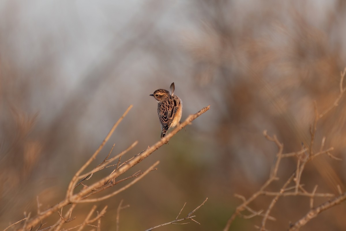 Whinchat - ML620697176