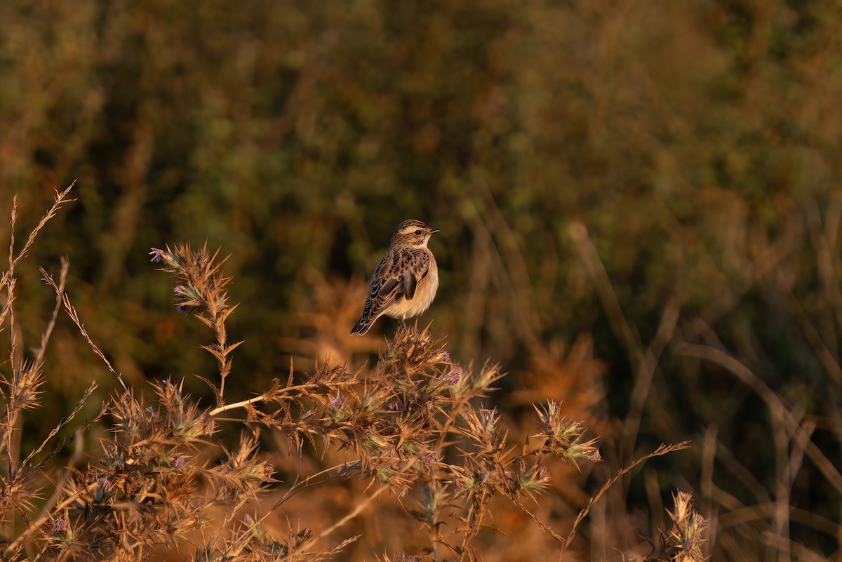 Whinchat - ML620697177