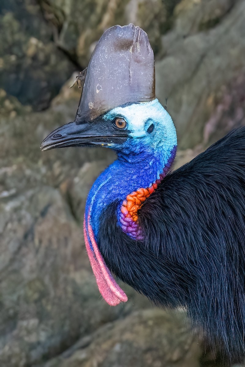 Southern Cassowary - ML620697179