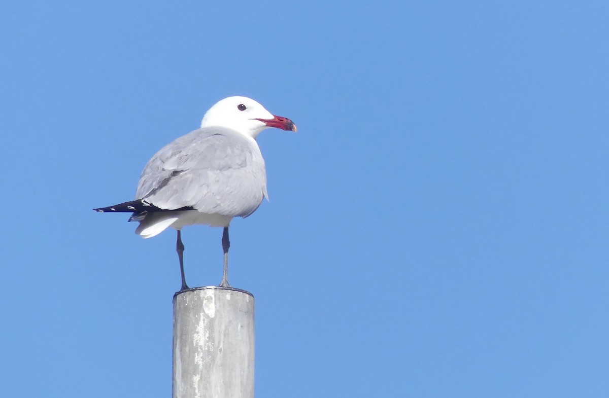 Audouin's Gull - ML620697181