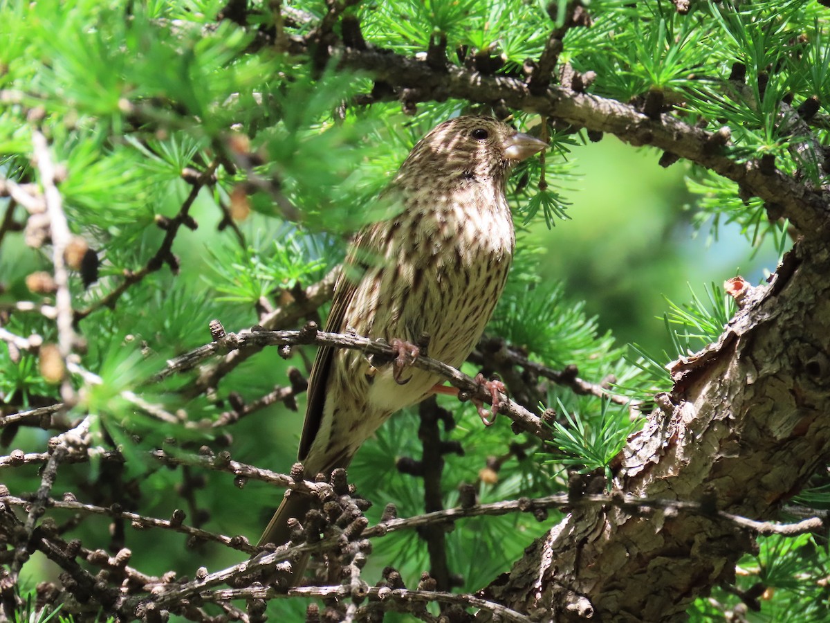 Chinese Beautiful Rosefinch - ML620697182