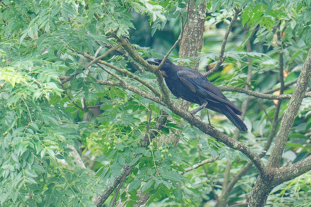 Large-billed Crow - ML620697184