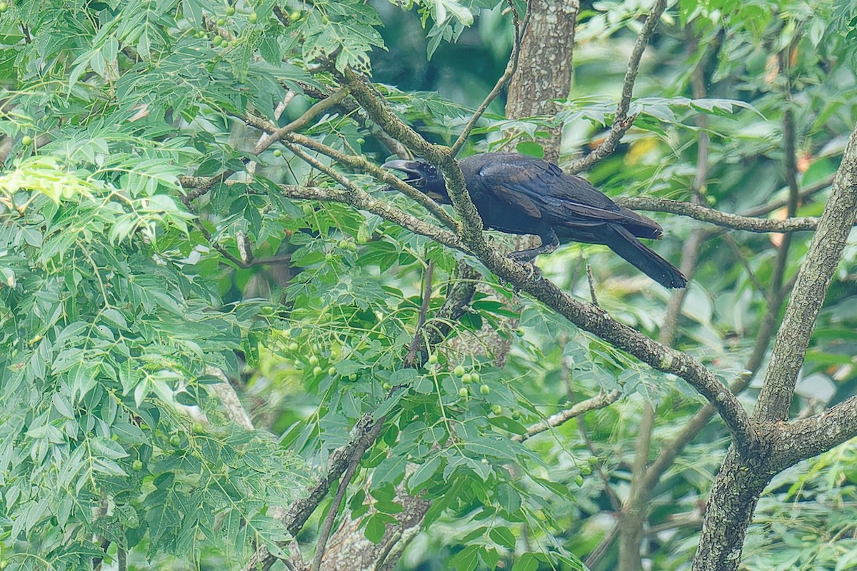 Large-billed Crow - ML620697185