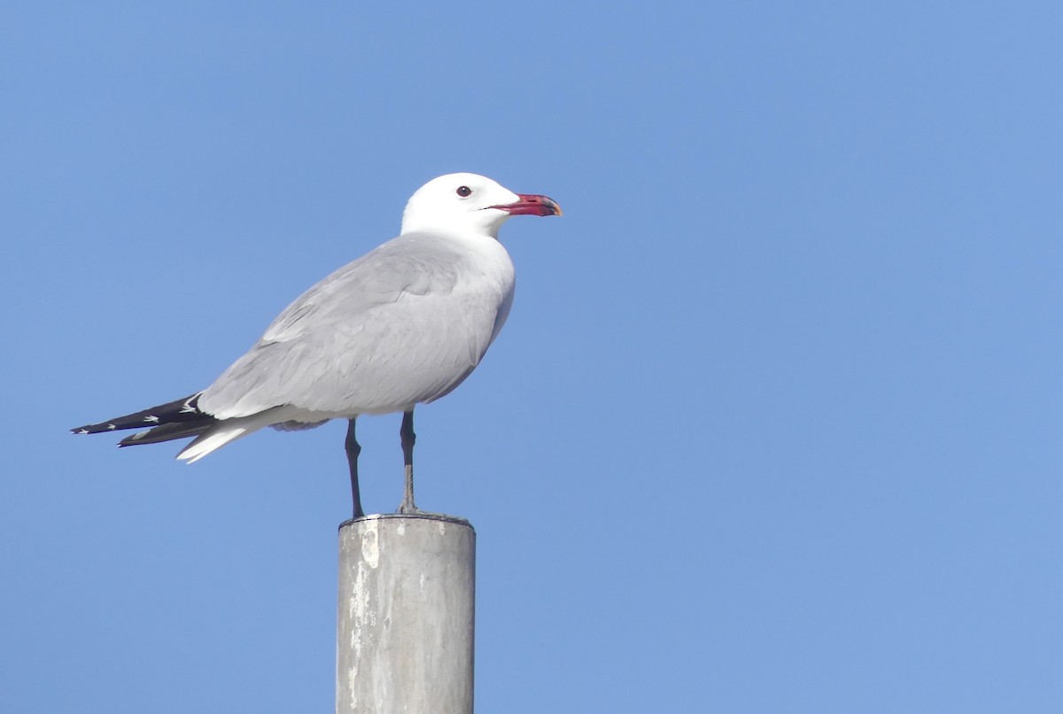 Audouin's Gull - Pascal Deruyver
