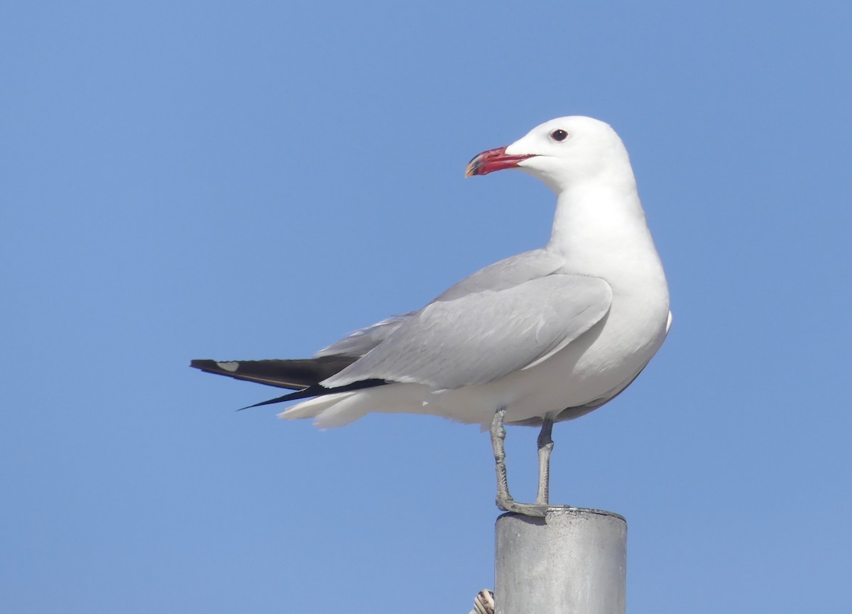 Audouin's Gull - ML620697190