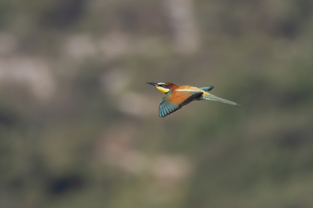 European Bee-eater - ML620697198