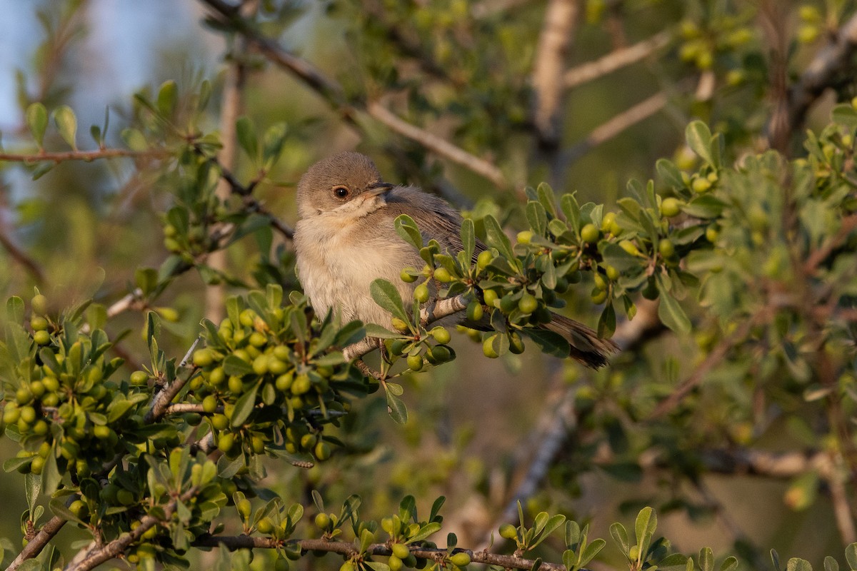 Sardinian Warbler - ML620697199