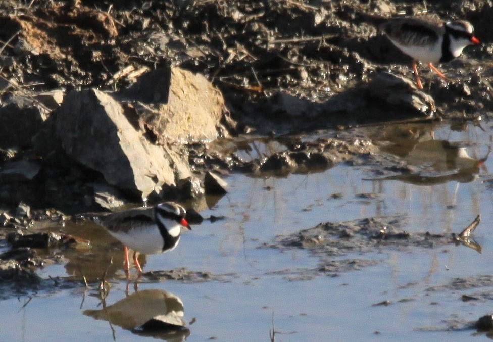 Black-fronted Dotterel - Richard Shirky