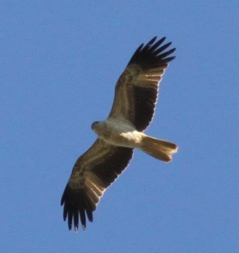 Whistling Kite - ML620697218