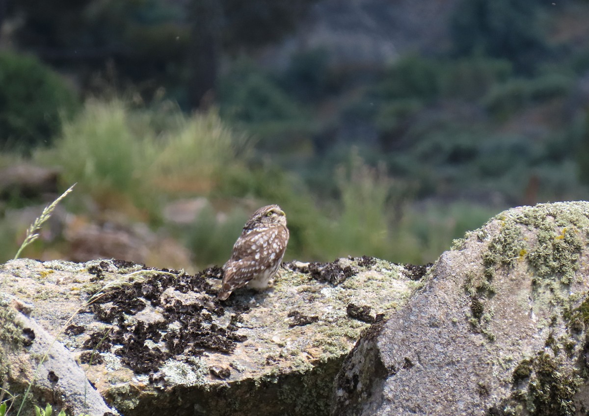 Little Owl - ML620697221