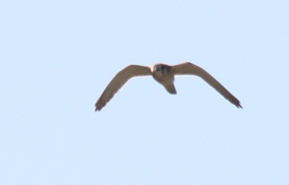 Nankeen Kestrel - ML620697222