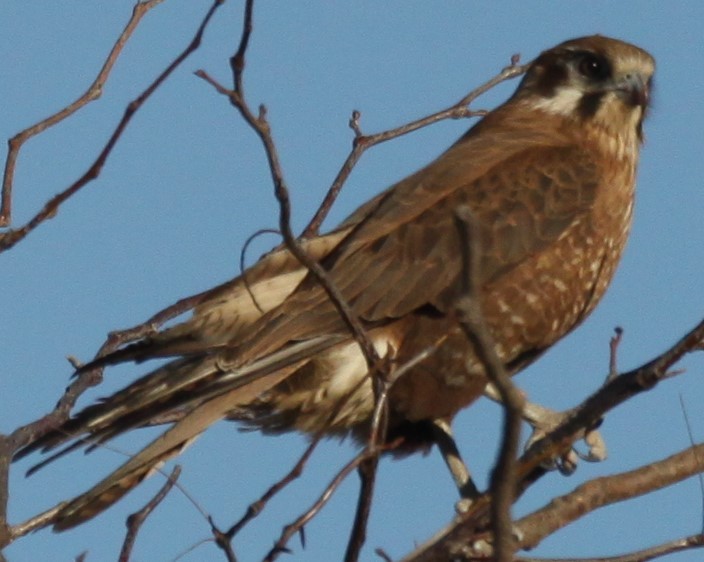 Brown Falcon - ML620697228