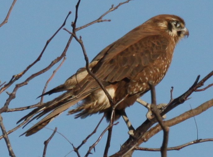 Brown Falcon - ML620697229