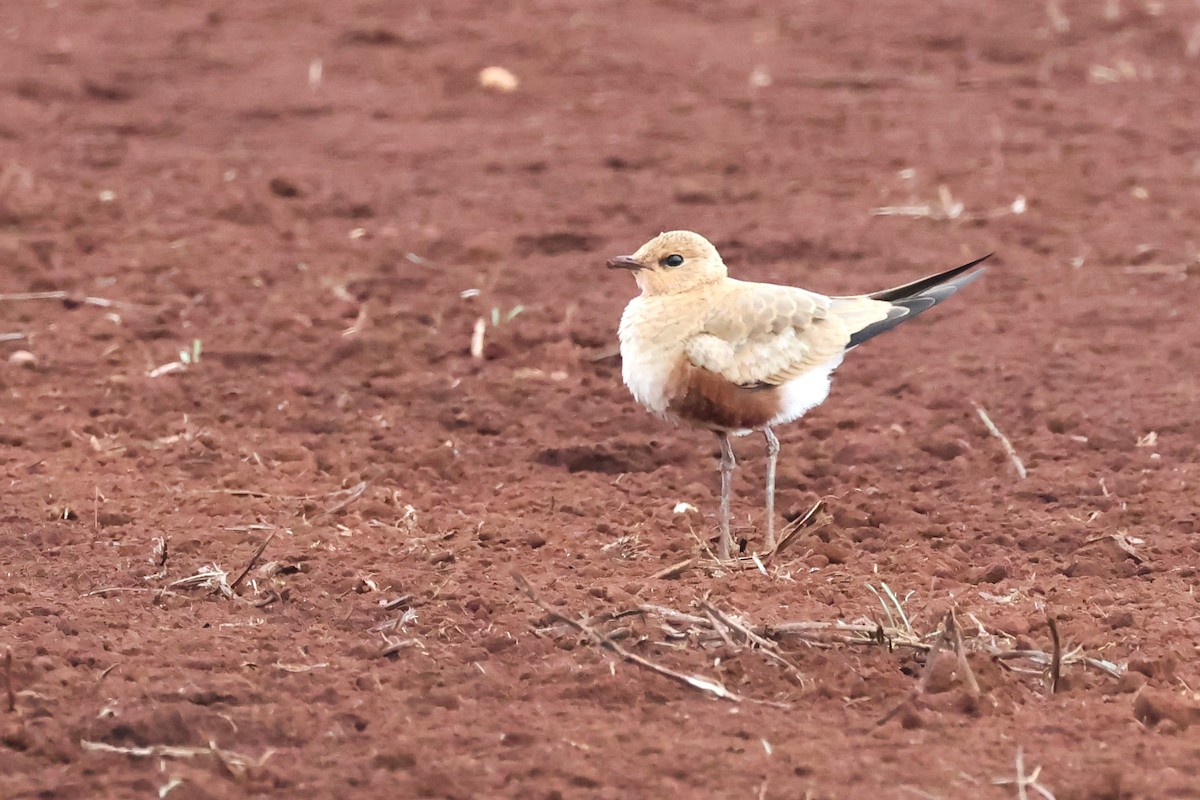 Australian Pratincole - ML620697237