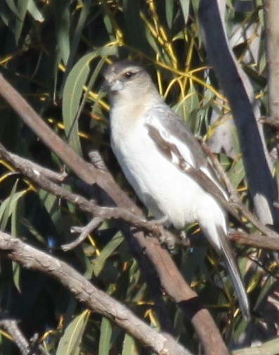 Gray Butcherbird - ML620697241