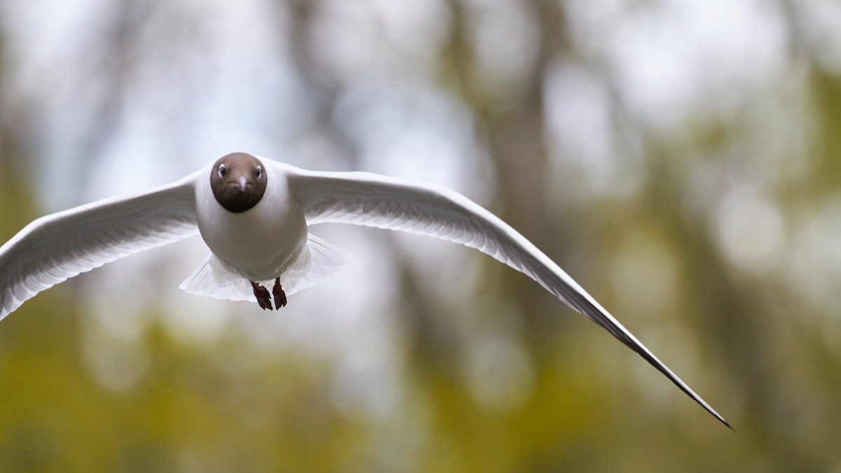 Black-headed Gull - ML620697249