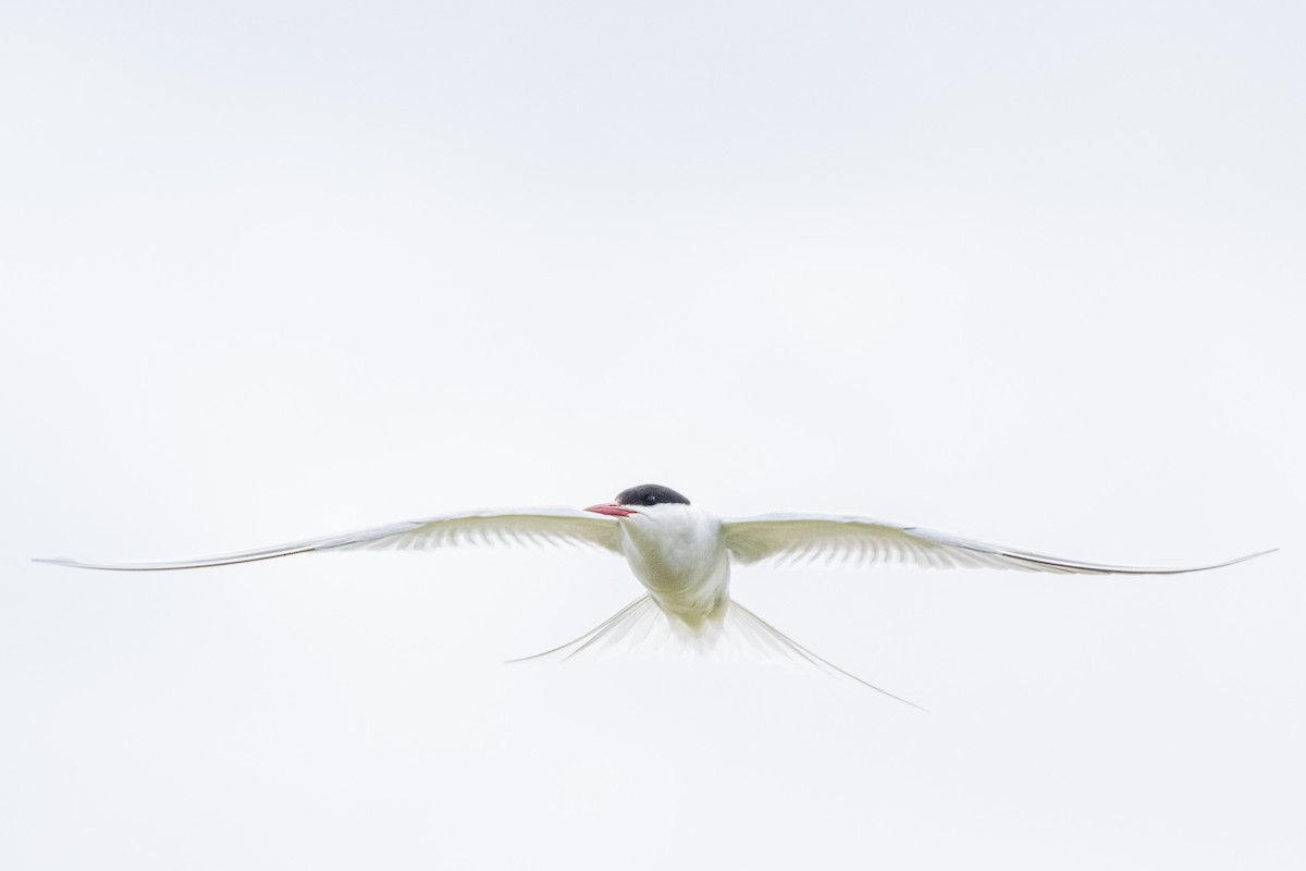 Arctic Tern - ML620697250