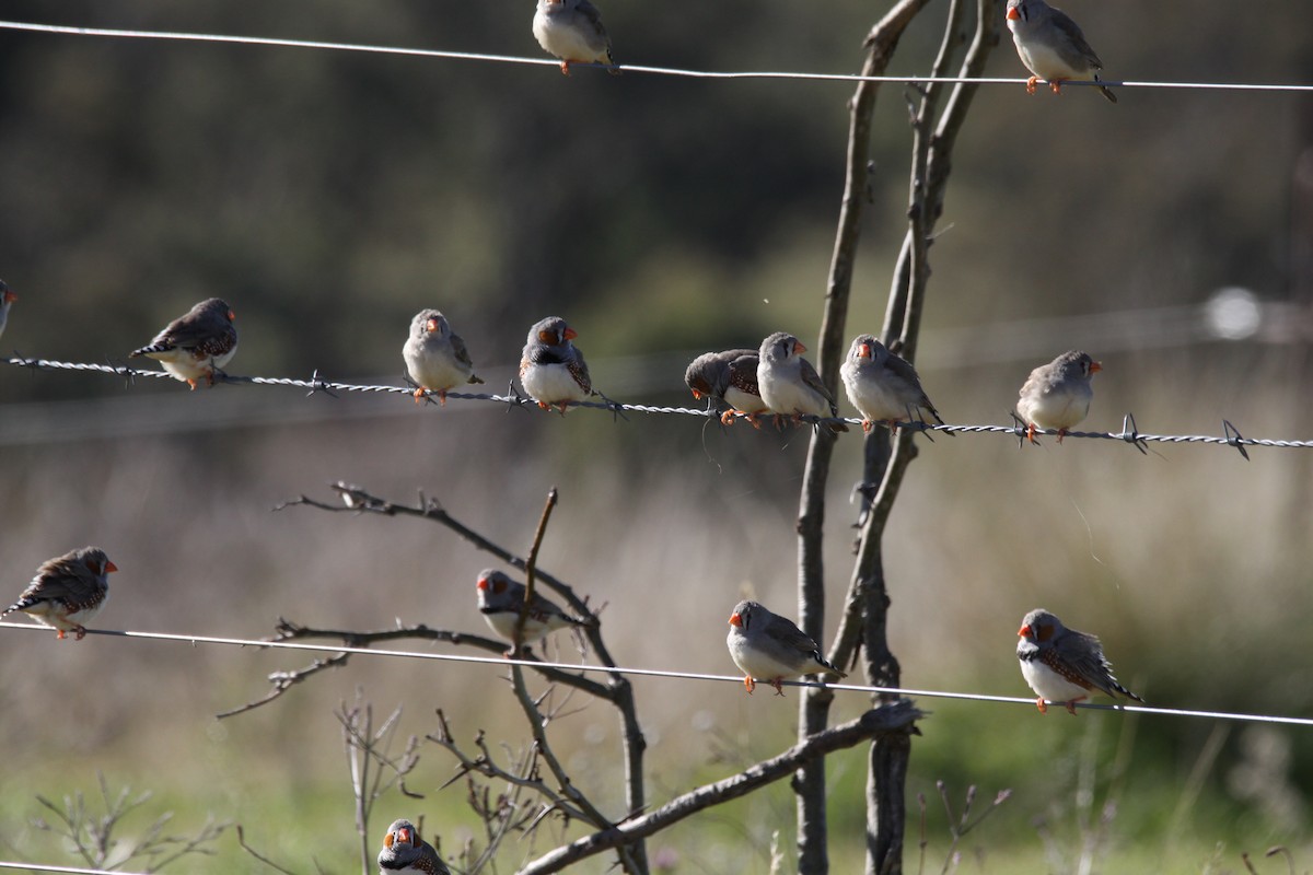 Zebra Finch - ML620697251